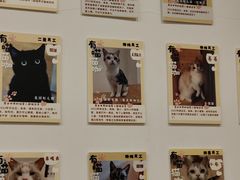 -有喵·猫咖·狗咖·30几只猫10只小狗(岗厦店)