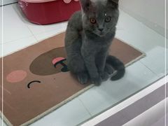 -1013 PET SHOP精品宠物商店(丁香店)