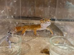 -酷以爬仙阁实体爬宠店·守宫·蜥蜴·专业繁育