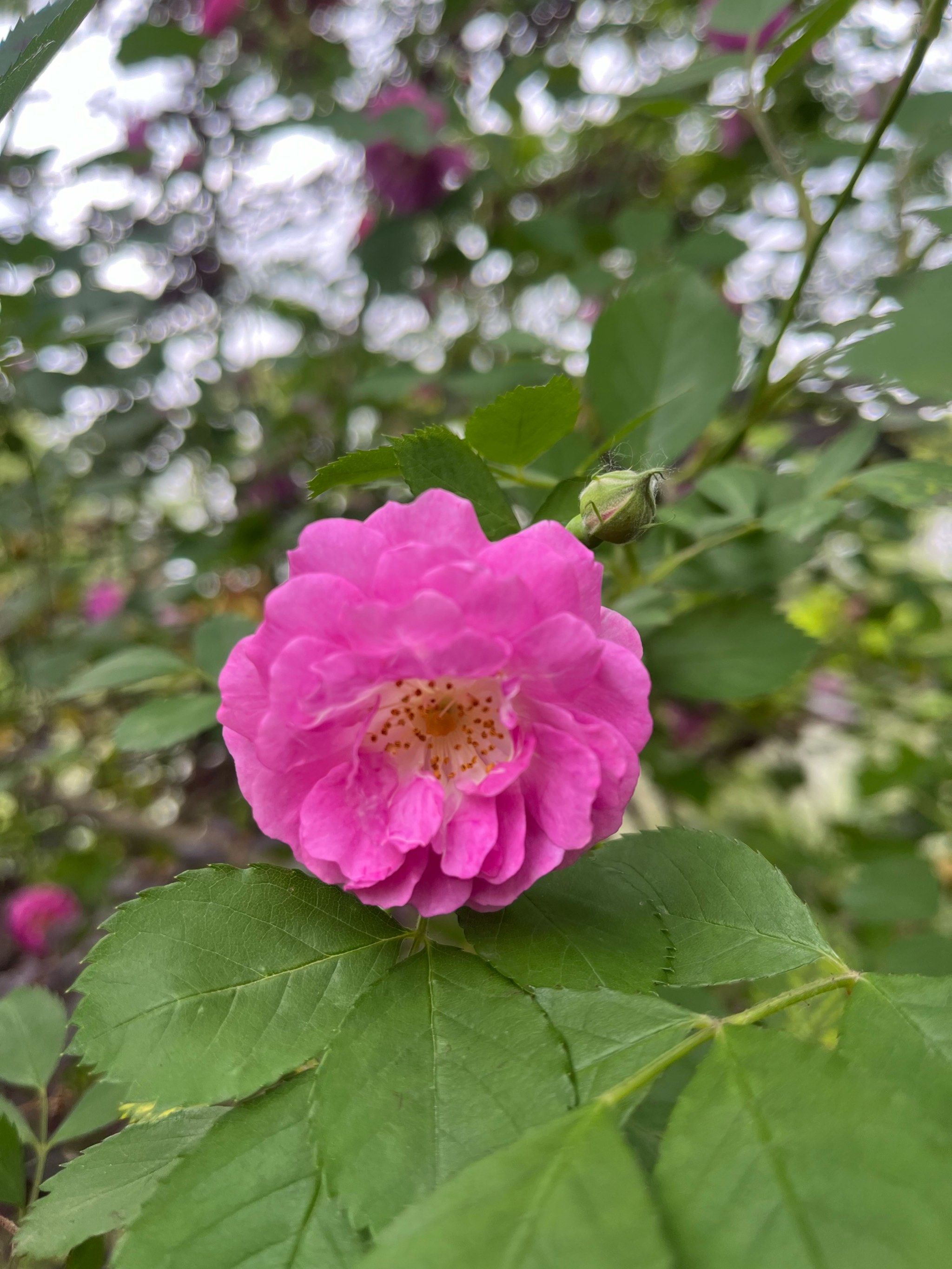 蔷薇花