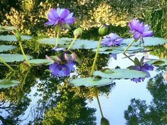 -国家植物园南园