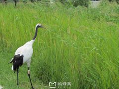 -黑龙江扎龙生态旅游区