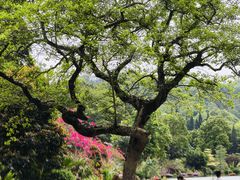 -深圳仙湖植物园
