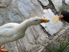 -三忘湖 SWANSEEN(柳荫公园店)