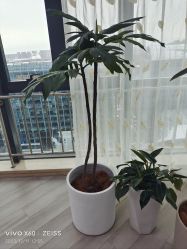 -HEYAN荷妍专业脱毛连锁机构