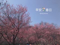 -国家植物园