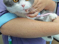 -宠颐生宠物医院·异宠猫科内科·诊疗中心宠巢店