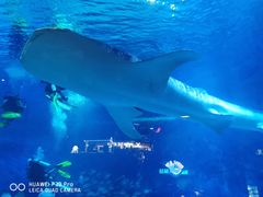 -烟台海昌鲸鲨海洋公园