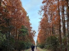 -上海海湾国家森林公园