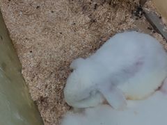 -上海大自然野生昆虫馆(东方明珠·爬宠昆虫探索中心)