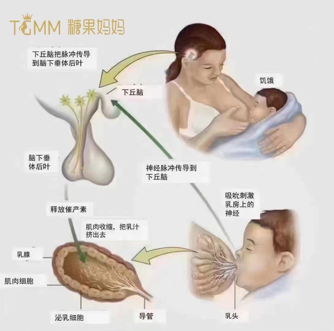 什么是奶阵?
当宝宝吸吮乳房的时候
