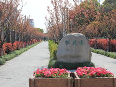 -高东镇樱花园