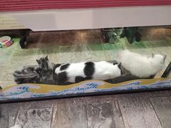 -猫咪博物馆(顶澳仔猫街店)