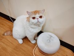-滚猫咖啡·猫咖·猫友好撸猫(未来城店)