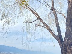 -大理洱海
