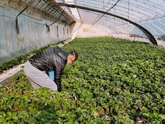 -大自然农场蔬菜草莓采摘园