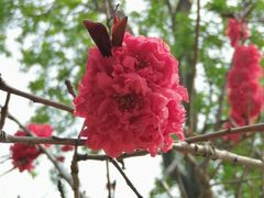 -桃花堤公园