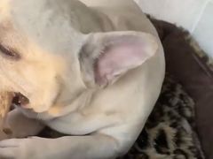 -萌宠之家·腊肠犬·马尔泰·小体犬舍