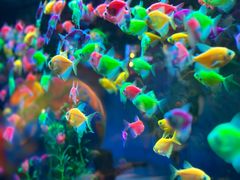 -沙沙哗啦海洋馆(华宇百花谷店)