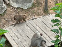 -大连森林动物园