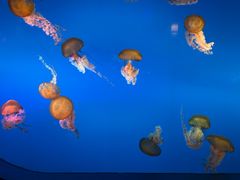 -太平洋海底世界