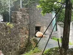 -都江堰中华大熊猫苑