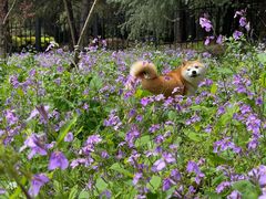 -黄兴公园