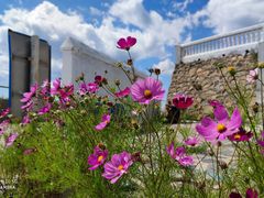 -白草畔自然风景区