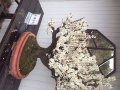 iphone_upload_pic-香雪海