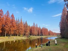 -黄海国家森林公园