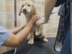 -宠颐生汉谟拉比宠物医院