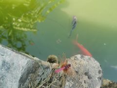 -燊海井