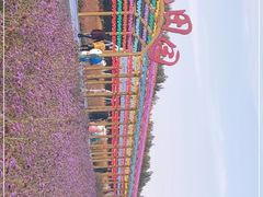 -金塔沙漠胡杨林景区