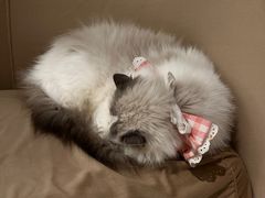 -怪兽屋·羊驼·猫咖·狗咖(俊华广场店)