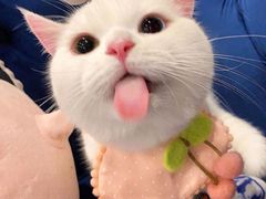 -威克特披萨汉堡