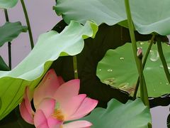 -荔湾湖公园