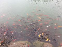 -黄花溪
