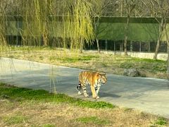 -上海野生动物园