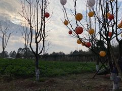 -黄龙溪欢乐田园