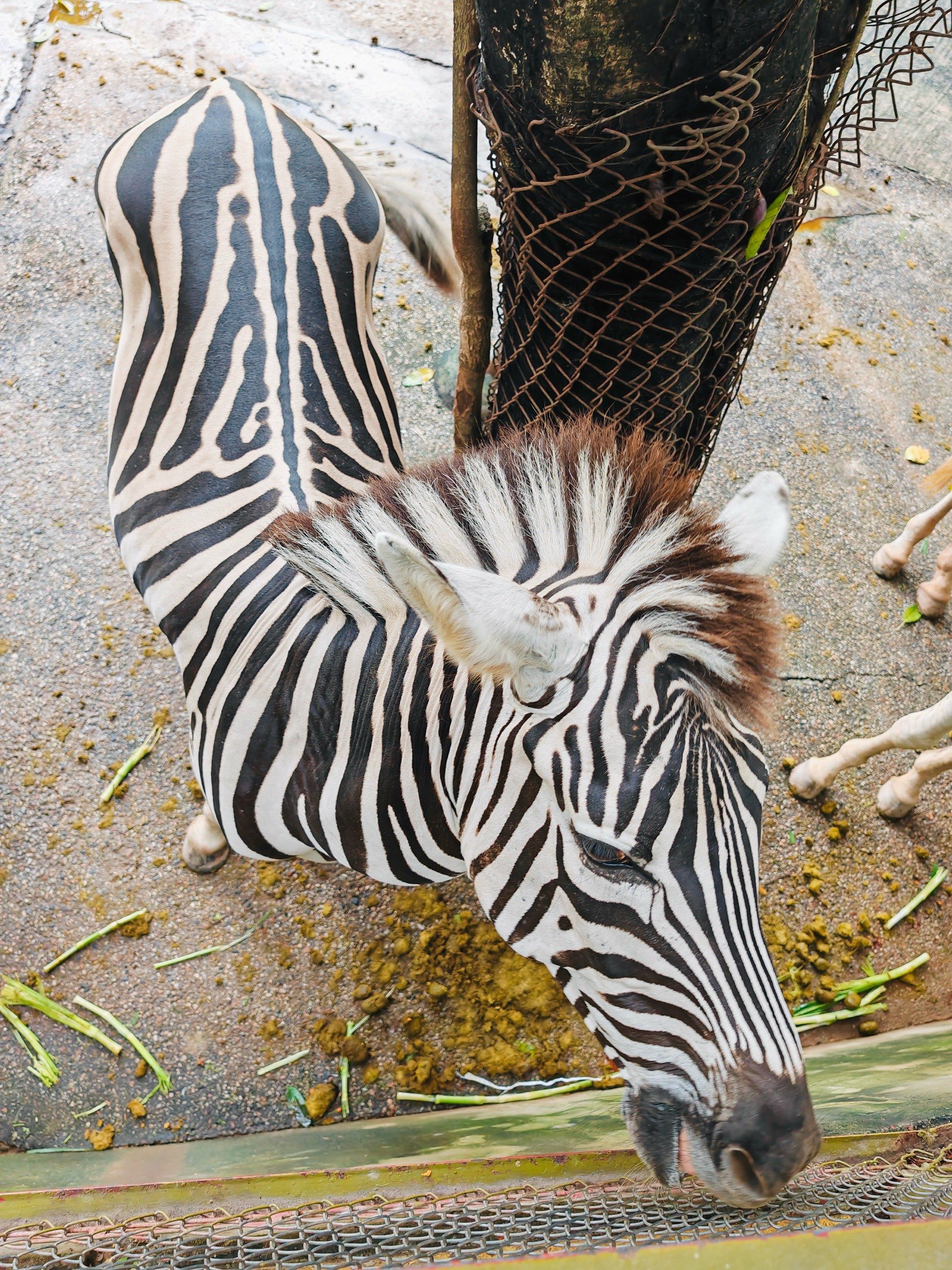 玩转深圳野生动物园