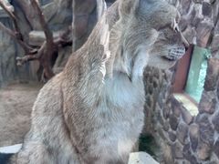 -青藏高原野生动物园