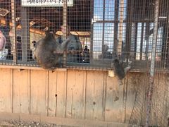 -岚山猴子公园
