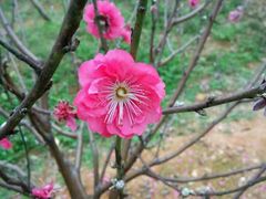 -南国桃园旅游度假区