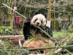 -都江堰中华大熊猫苑