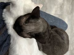 -楼上猫咖(罗湖店)