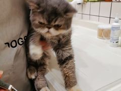 -猫大福·Fortune Cat猫舍(百子湾店)