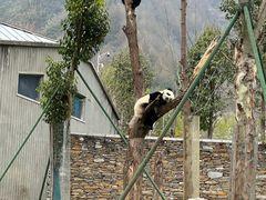 -卧龙中华大熊猫苑神树坪基地