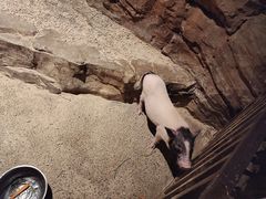 -绿色星球动物主题公园