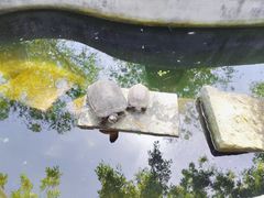 -乌村