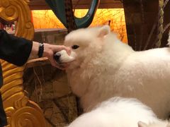 -more than meow吴止猫主题餐厅(承德 中船汇店)